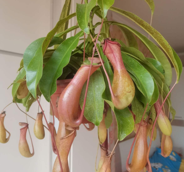 金鱼草怎么养，1种花长得像金鱼（金鱼草怎么养殖维护啊）