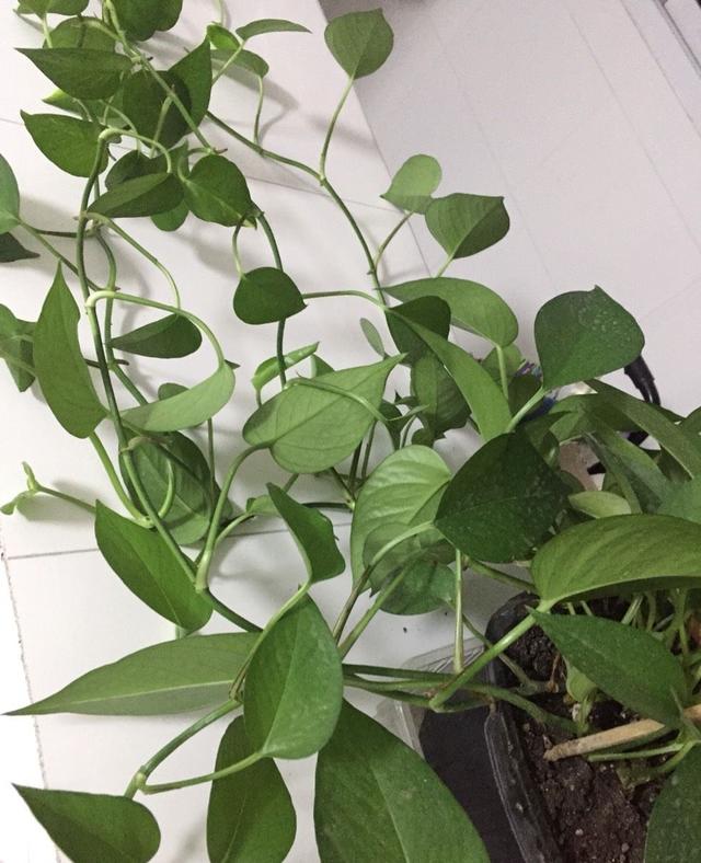 怎么样让绿萝长得茂盛，怎么样让绿萝长得茂盛呢（让绿萝常年油绿有“3招”）