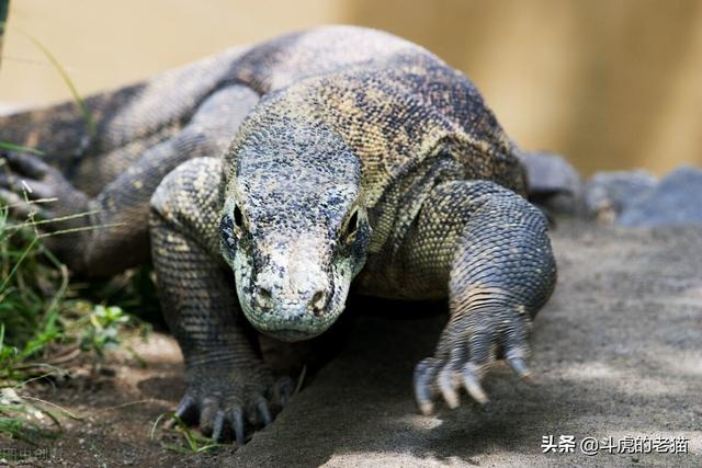 鳄鱼是两栖动物吗，扬子鳄是两栖动物吗（科莫多龙VS鳄鱼）