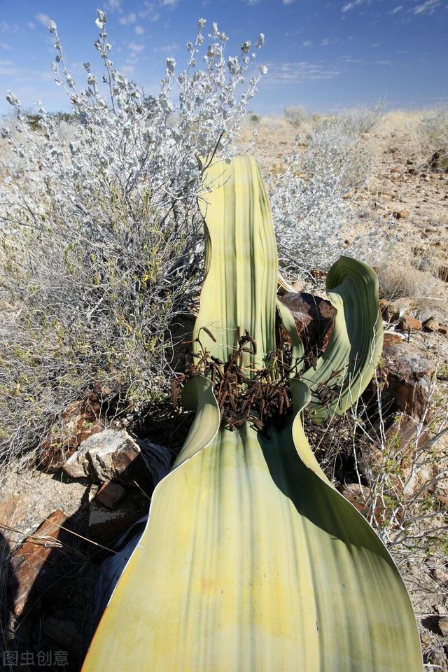 神奇的植物有哪些，世界上最神奇的植物（十种奇特的自然界植物）