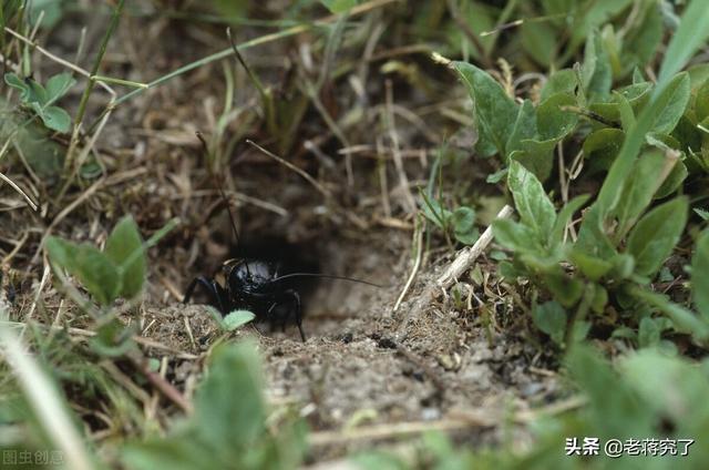 蟋蟀怎么抓，怎么把蟋蟀引诱出来（告诉你关于捕捉的相关知识）