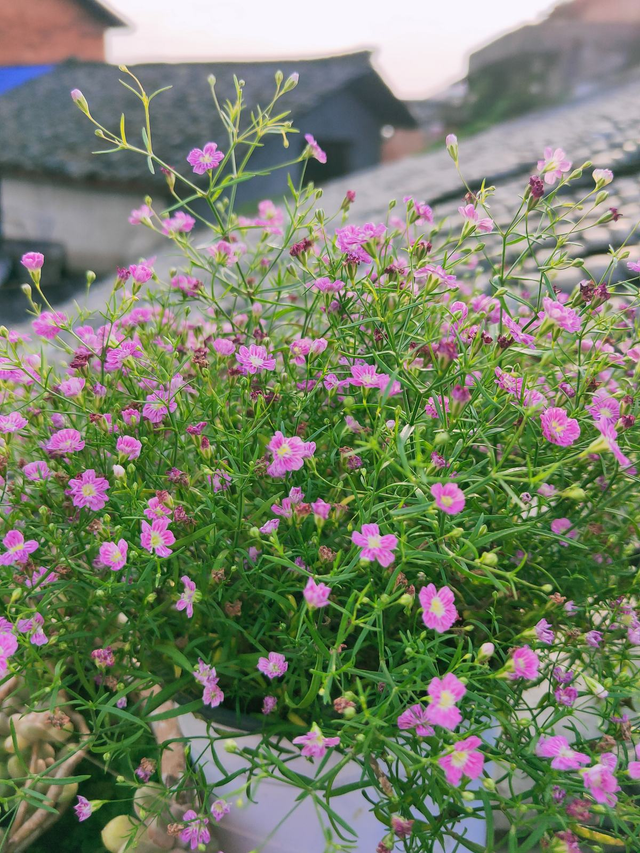 满天星种子,开花满盆都是"星星"(满天星种子图片)