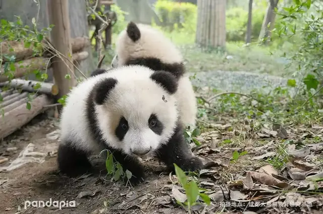 哈哈哈，精致熊猫女孩的一天。，哈哈哈哈哈第一季免费观看（，“猪猪”女孩——“雅竹”图片）