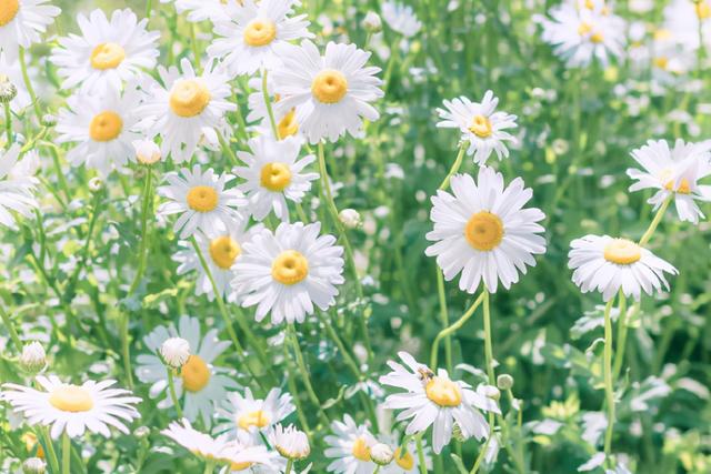 摩羯男被什么女人降服，月亮摩羯男对得不到的女人（有能力驾驭摩羯座呢）