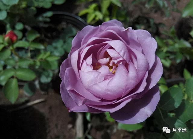 月季花品种，十大经典品种（凭一己之力撑起了整个花园的颜值）