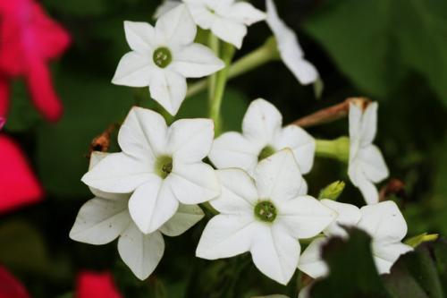 高雪轮的花语是什么，高雪是什么意思（从此识花不求人系列）