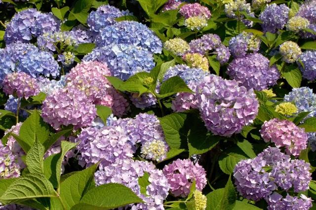 绣球花的养殖方法和注意事项，绣球花的养殖方法和注意事项冬季（盆栽也能保证年年复花）