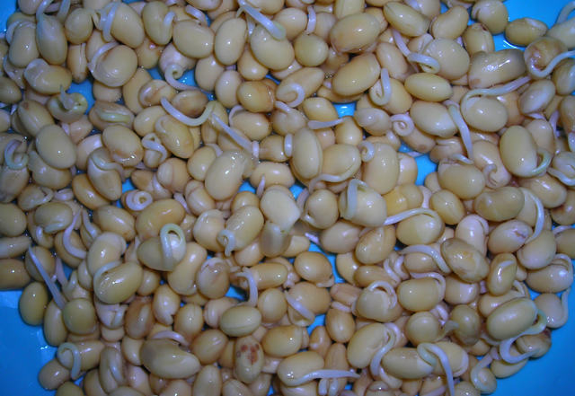 豆子泡水里，湿毛巾捂一捂，5天长出芽苗菜