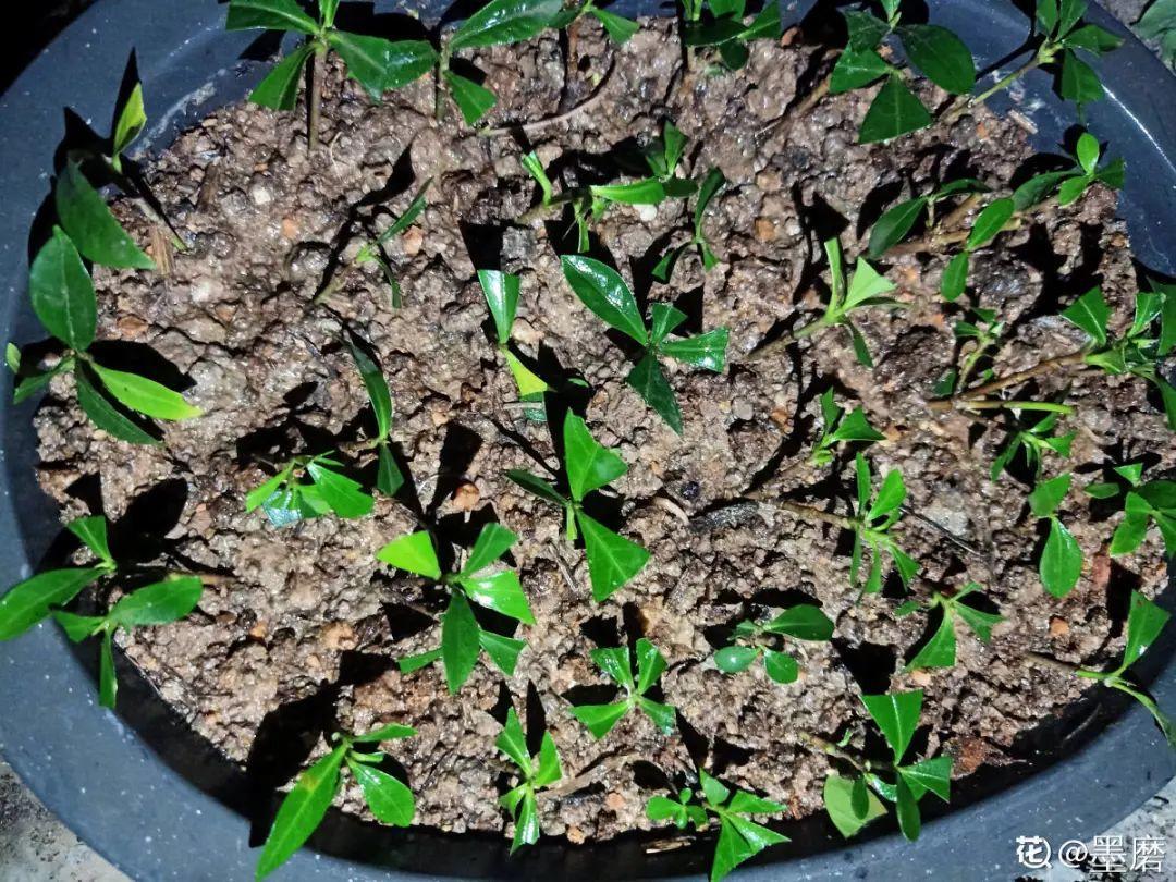 香喷喷的栀子花(描写栀子花香气) - 彝家农业网