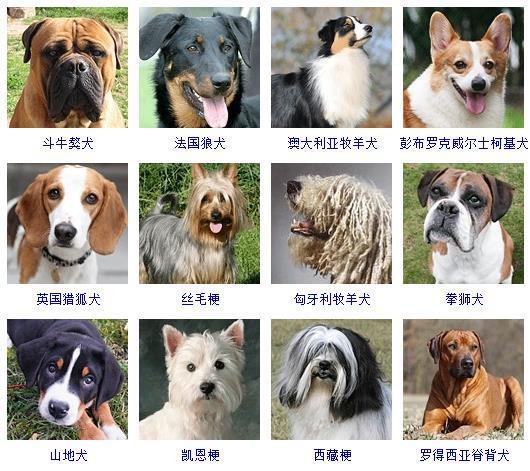 狗有多少品种(十大聪明犬排名)