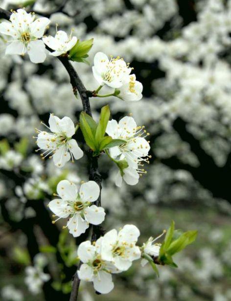 关于李子花的诗句，关于李子花的诗句经典（李花怒放一树白）