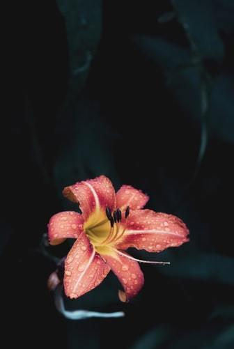 伯利恒之星花语，伯利恒之星（5种花代表不同的暗恋心情）