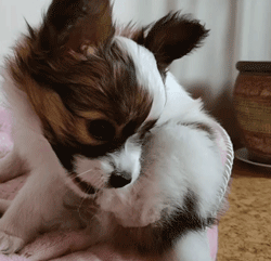 呆萌狗狗，呆萌狗狗道具（呆萌+有趣+憨厚图片）