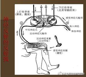 脚部反射区的自我疗法，足部反射区疗法《常用手法》《1》（足部反射区按摩）