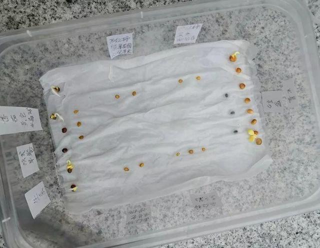 怎么种萝卜芽，萝卜发芽怎么种（春天种盆小萝卜）