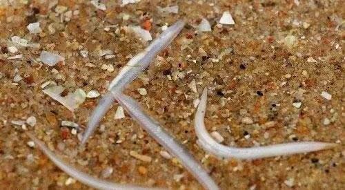 文昌鱼是鱼吗，文昌鱼是鱼吗是海鱼吗（它同时符合两种生物的特征）