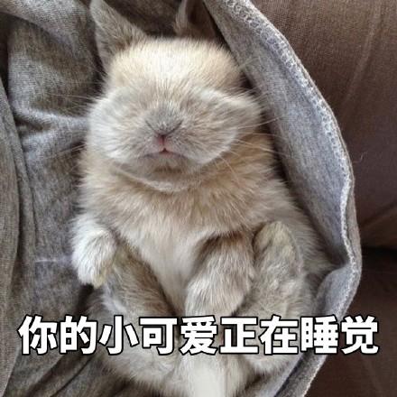 宝贝兔兔表情包第二弹。，一只小兔兔2表情包（你的小可爱上线了图片）
