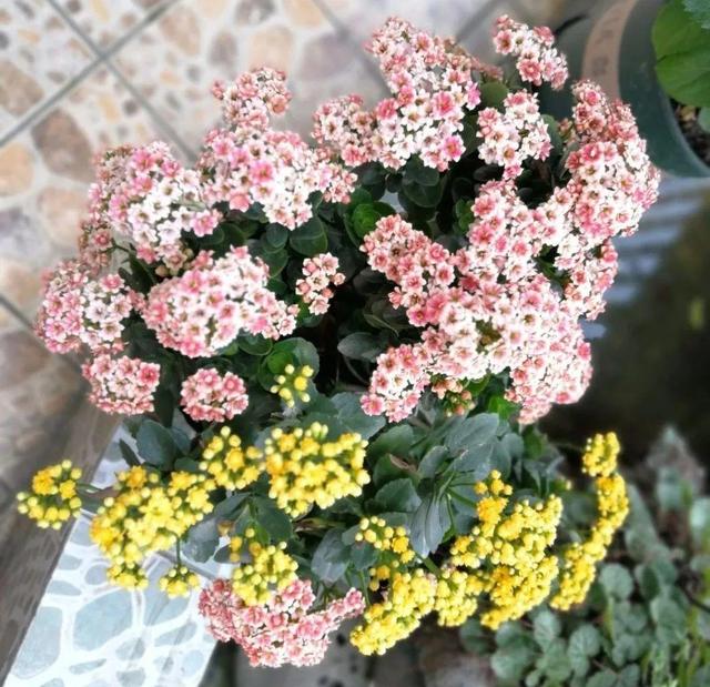 冬天开的花有哪些，冬天开的花有哪些花（5种“漂亮花”）