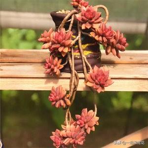 如何养好多肉植物胧月，胧月多肉用什么盆养（了解掌握3个技巧）