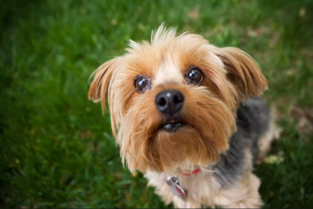 比较好养的小型犬，十大最适合新手养的小型犬（主人应该选什么样的狗狗）