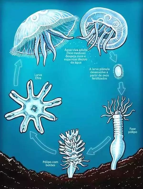 水母与海蜇的区别图片