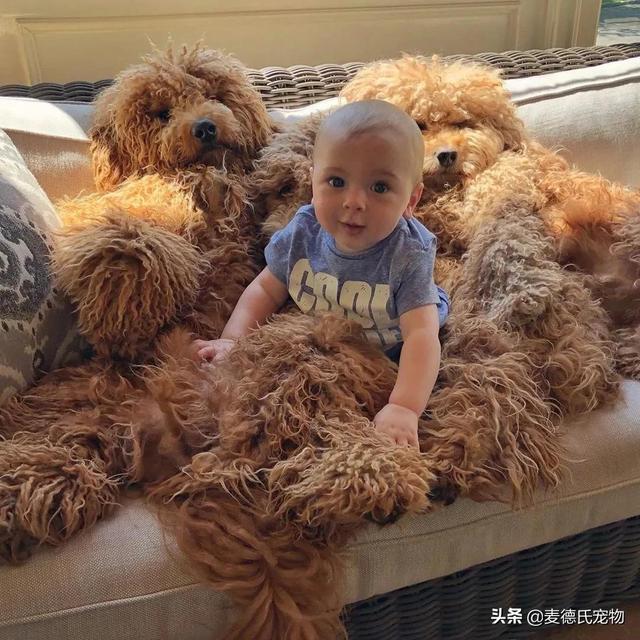 泰迪熊抱抱熊，一出生就有三个巨型“泰迪熊”陪睡（泰迪熊抱抱熊适合结婚送么）