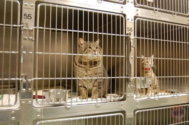 猫吃了死老鼠活多少天 猫吃了死老鼠中毒了能存活几天