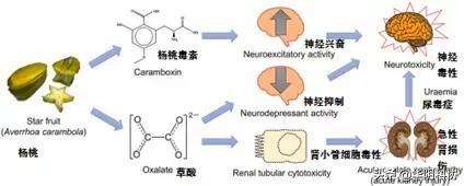 杨桃怎么算熟了，杨桃怎样才算熟了（这种常见的水果\