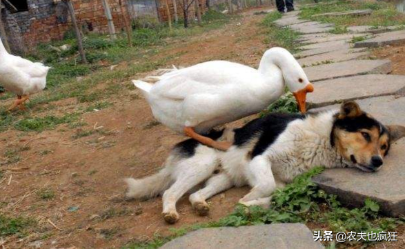 农村蛇最怕什么动物，蛇皮碰到鹅屎后就会腐烂