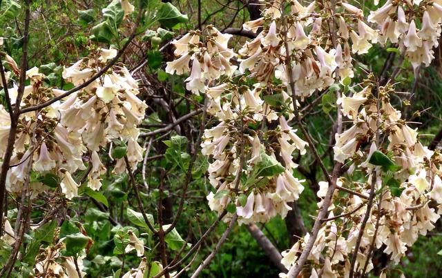 泡桐花的花语和寓意，泡桐花开不寂寞阅读答案（泡桐花开：一川春风过）