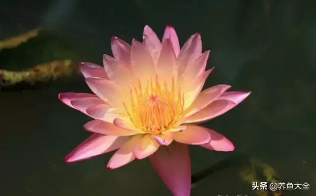 莲花的别称有哪些，莲花的别称有哪些拼音（ 太齐全太珍贵了）