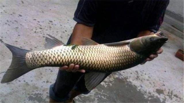 厚子是草鱼吗，草鱼就是厚子吗（春季野钓大草掌握方法与技巧很重要）