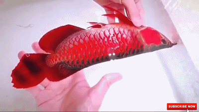 蓝龙鱼的生存环境-蓝龙鱼的简介，蓝龙鱼是热带鱼吗（看看黑龙和蓝龙！真的假的）