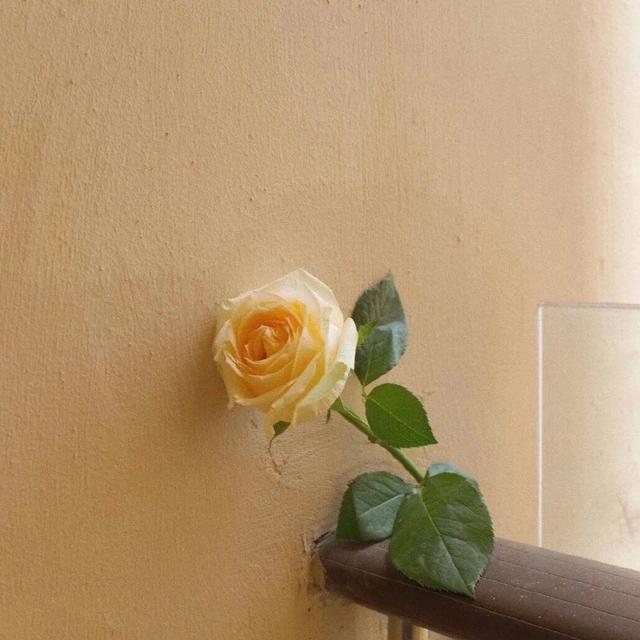 50个思乡成语，有关思乡的成语15个（有哪些小众但又十分好听的成语）