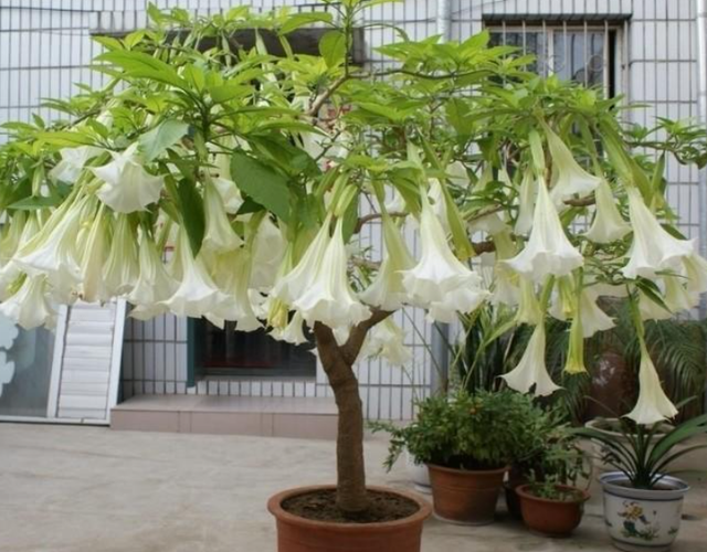 一花一世界一叶一菩提是什么意思，一花一世界一叶一菩提是什么意思（民间4大佛教花卉）