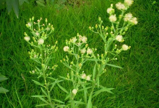 人知,潜在开发价值极高这个时候,农村里的各种野草也迎来了生长的旺季