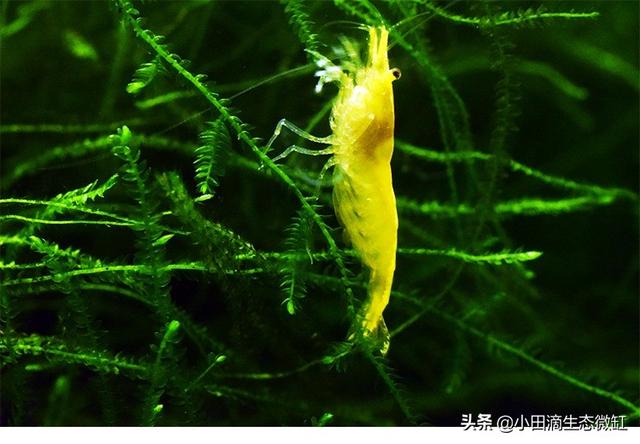 虾的种类有哪些，河里的虾的种类有哪些（适合新手饲养的宠物虾及小型观赏虾详情）