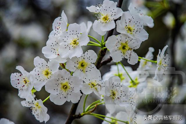 梨花是什么颜色的，梨花是什么颜色（冰清多姿的花朵芳香四溢）