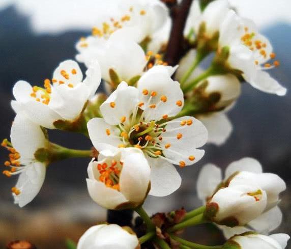 红李子的功效与作用，红心李子的功效与作用（李子的功效与作用）