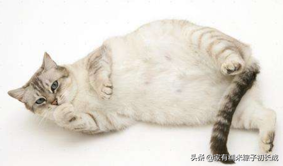 猫咪怀孕了有什么迹象，多条线索证明——你是否当上爷爷奶奶了