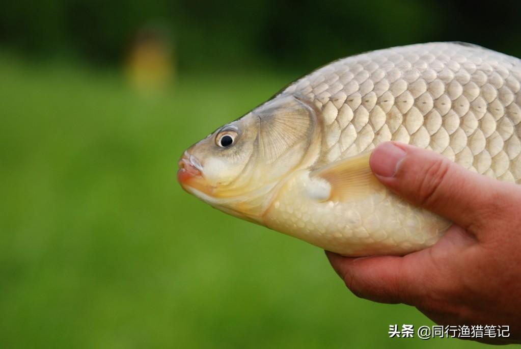 自制鲫鱼饵料秘方大全：土法配制，专攻野钓鲫鱼，效果显著，简单实用！