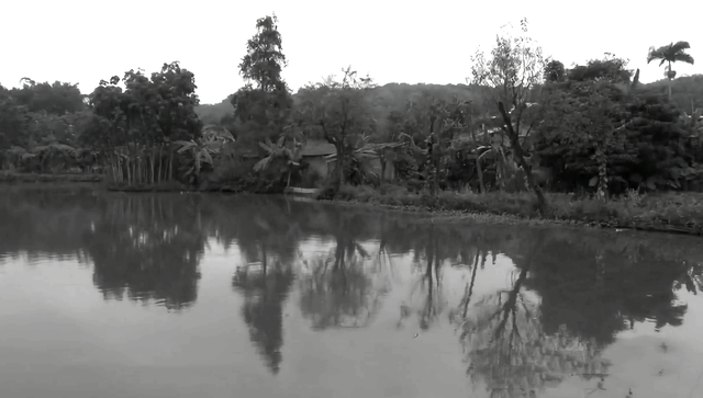 知青周萍的结局，周萍最后的结局是自杀（指导员被纳为重点嫌疑对象）