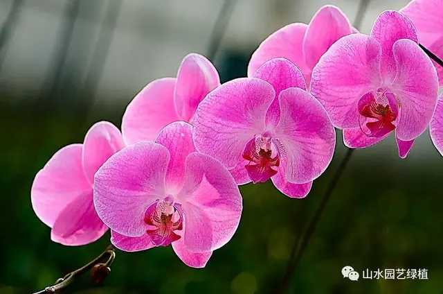 蝴蝶兰花语大全，各种颜色的蝴蝶兰花语