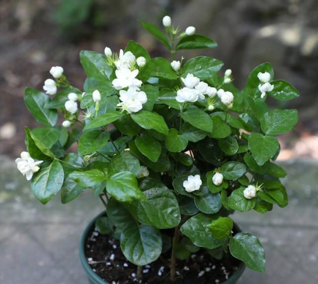 硫酸亚铁浇花使用方法，硫酸亚铁浇花比例用量及使用方法（给花卉使用“硫酸亚铁”）