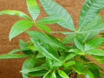 发财树养植的方法，发财树养植的方法和技巧（发财树的养护方法）