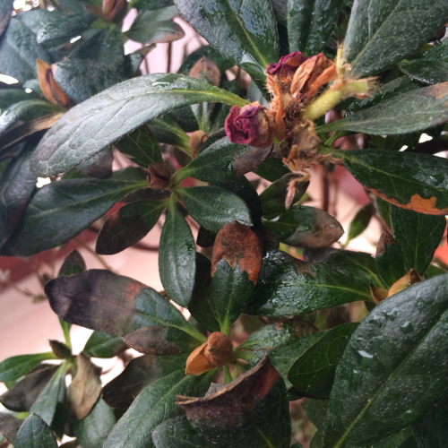 映山红是杜鹃花吗，映山红是不是杜鹃花（这3个原因，看看你中了哪一个）