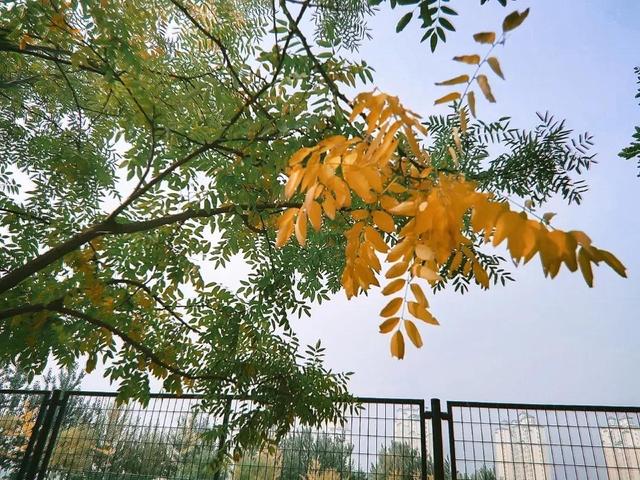 大连财经学院学费，2021年大连财经学院录取通知书查询入口_什么时候收到及发放时间（<八>大连财经学院）