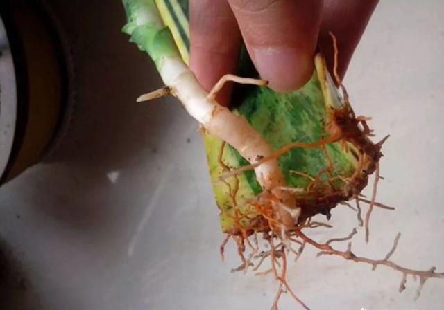 虎皮兰可以水培吗，虎皮兰能水培吗（插到水里就爆芽）