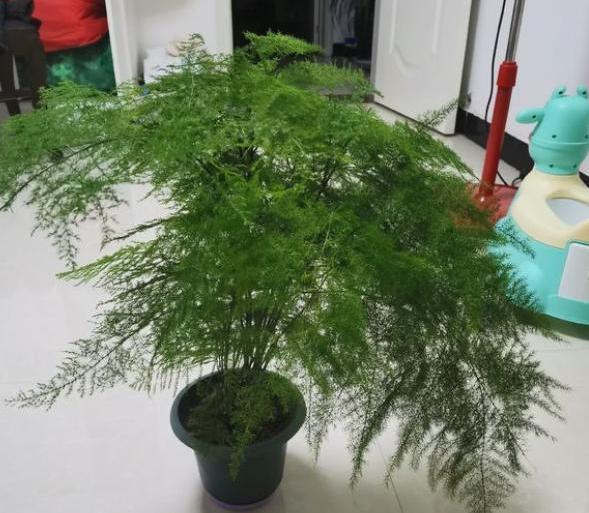 文竹盆栽的养殖方法，文竹的养法（养文竹牢记“5技巧”）