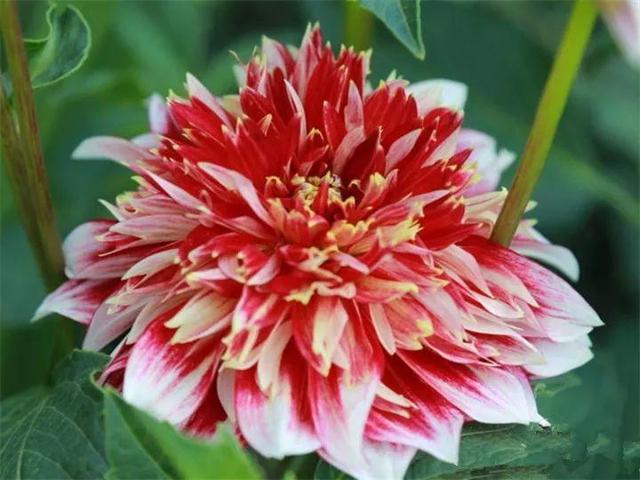 家里有鼻涕虫怎么消灭，鼻涕虫怎么彻底消灭（自制天然杀虫水）